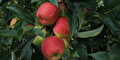 Nieuwe oogst appels Landwinkel Ol Diek