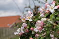 Ol diek lente